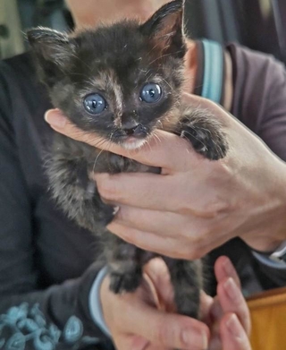 まだブルーの目をした子猫だった＝NPO法人ねこけん提供