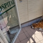 動物病院の前で伏せて動かない秋田犬がXで話題に（「秋田犬の犬(ケン)」さん提供）