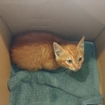 箱を開けると小刻みに震えていたという子猫（梵さん提供）