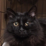 目が見えず鼻も利かず、音だけを頼りに生き抜いてきた黒猫　人はまだまだ怖いけど…同居猫たちと穏やかに暮らす