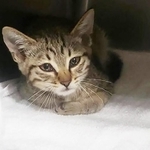 大型スーパーの片隅で、涙目で鳴いていた子猫