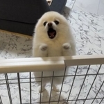 おこ！　画像提供：ぼく、ポメラニアンのぽんちゃん！さん