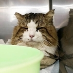 海岸に落ちた子猫のきょうだいのうちの1匹