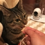 背骨3カ所折れ、直腸断裂した子猫「安楽死させた方が」下半身不随でも人を恨まず、穏やかな日々