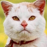 忽然と消えてしまった山梨県の桃農家の猫さん、ボンドくん（C）Mitsuaki Iwago