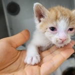 畑に見かけない箱　中には衰弱した子猫たち　「死なせるわけにはいかない」保護主は徹夜で保温と点眼点鼻　「譲渡会で幸せを見つけようね」　　
