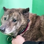 2024年、福岡県動物愛護センターに収容された元飼い犬とおぼしきワンコ、コアラ