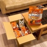 キャットフードの袋に囲まれる猫ちゃんですが…！？（画像提供：あんこともなか 充電ねこさん）