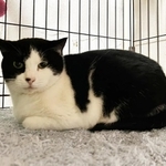 保護された「さくらカット」のない外猫のたらこちゃん