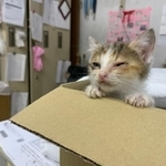 1年前の6月1日、雨の中ずぶ濡れで鳴いていた子猫（「黒服ライダー」さん提供）