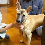 里親さんの家に来た頃のつぶきちはとにかくビビり全開でした