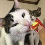 初めて人の手からおやつを食べた＝NPO法人ねこけん提供