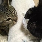 まるで話をしているような親子＝NPO法人ねこけん提供