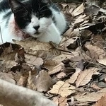 首がザックリ傷ついた野良猫「保健所に連絡されるかも」警戒心強い子に近づいたカリカリ捕獲大作戦