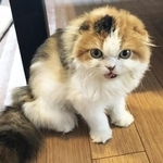生後5カ月ほどでブリーダーから飼育放棄されたメスのスコティッシュフォールドの子猫・ぱぴこ