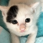 まだ目が開いたばかりのところで保護された子猫