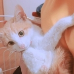 先天性の奇形？　保護された子猫は後ろ足がなかった　「強くしっかりと生きていけるように」　願いを込めて「あんよ」と名づけた
