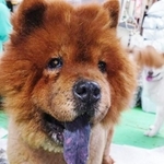 繁殖場にいたメスのチャウチャウ2匹の命が救われました