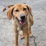 元猟犬でありながら飼い主の病気の影響で、長らくケージの中で過ごしていたハル
