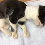 手厚い看病と治療が続けられた＝NPO法人ねこけん提供