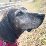 元猟犬で傷を負っているところを保健所に収容されたベル