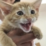元気いっぱいだよ＝NPO法人ねこけん提供