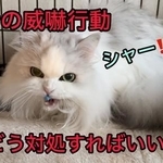 末っ子猫が突然兄猫に威嚇するようになった（ネコランドさん提供）