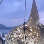 背ビレを振る動きが大迫力！（画像提供：はし佐商店 ※許諾を得て動画よりキャプチャ）