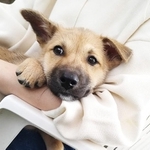 生後1カ月にして保護されたオスの子犬・ポノ