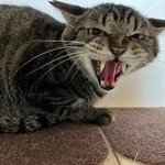 目が合えば「シャー！！！」野良を生き抜いたオス猫　血だらけの足で保護され家族もできたのに…見られなかった満開の桜、それでも
