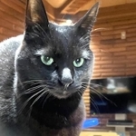 つやつやな黒猫のセブンくん。グリーンの目も素敵です