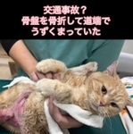 交通事故で道路にうずくまっていたという茶トラ猫（「あくのあ」さん提供、Instagramよりキャプチャ撮影）