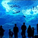 島根県の水族館に持ち込まれた謎の生物とは…※画像はイメージです（Kazcamera/stock.adobe.com）