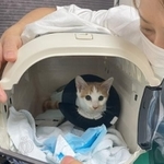 命のリレーで一命を取り留めた＝NPO法人ねこけん提供