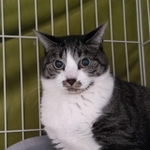 美人の猫ダイヤちゃん＝NPO法人ねこけん提供