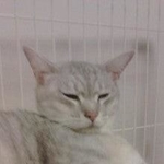 足が傷つき、3日3晩鳴き続けた捨て猫…優しい家族に引き取られ、迎えた穏やかな最期