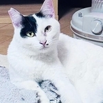 玄関を開けた瞬間に飛び出し、そのまま姿をくらましたオス猫・ごま