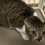 怖がりなあずきちゃん＝NPO法人ねこけん提供