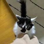 怒りの抱っこしれ（提供：毛玉が2匹さん）