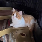ピアノの中にりんちゃんが！（菻親さん提供、Instagramよりキャプチャ撮影）