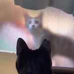 仮シェルターの曇りガラスの向こうに突然現れた＝NPO法人ねこけん提供