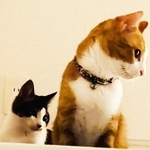 元外猫のてんちゃん（奥）と先住猫・むーちゃん（手前）