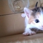「ミャーミャーうるせぇからわいの家で飼うことにしたんやで。感謝しろやで」（動画からキャプチャー／提供：セルゥゥゥゥァァァァァァさん）