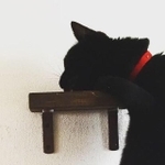 クールな横顔。よく見ると、前足をキャットステップに添えていますね（画像提供：猫別府さん　※許諾を得て画像を一部トリミング）