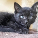 和歌山県内のとあるエリアで過ごす外猫から生まれた子猫・いちごちゃん