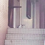 和歌山市内のとある雑居ビル。かなり前から外猫たちが住み着き、階段や廊下などの共用部分にはいつも猫の姿が…