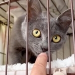 和歌山県内のTNR現場でリターンせずに保護されることとなった子猫・くうちゃん