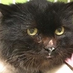 鼻が擦りむけていた＝NPO法人ねこけん提供