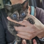 まだブルーの目をした子猫だった＝NPO法人ねこけん提供