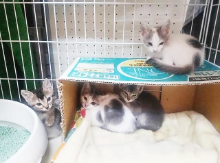 保護されることになった子猫たち